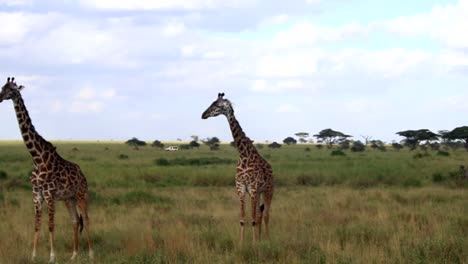 panning shot of a tower of giraffes standing with a 4x4 safari car driving behind