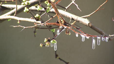 Icicles hang on branches of plum tree