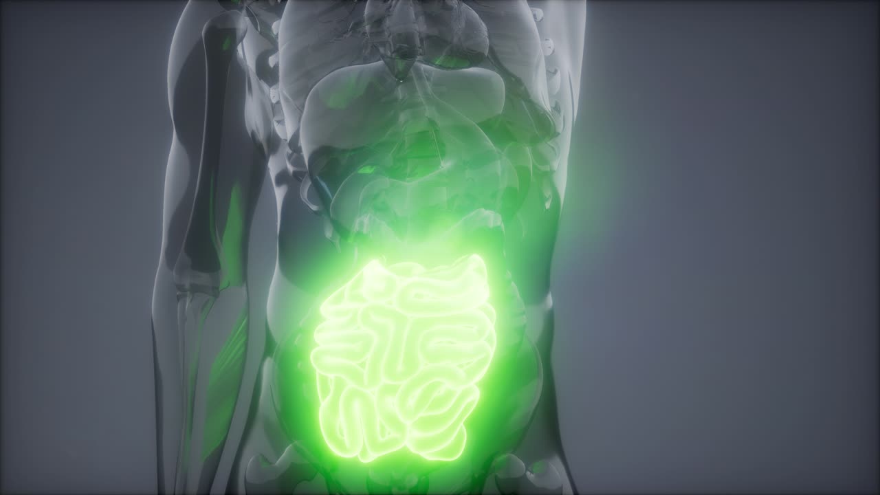 examen de radiología del intestino delgado humano
