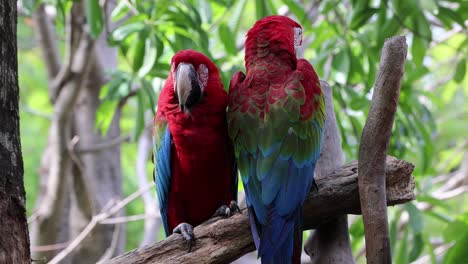 two macaws bonding in a natural setting