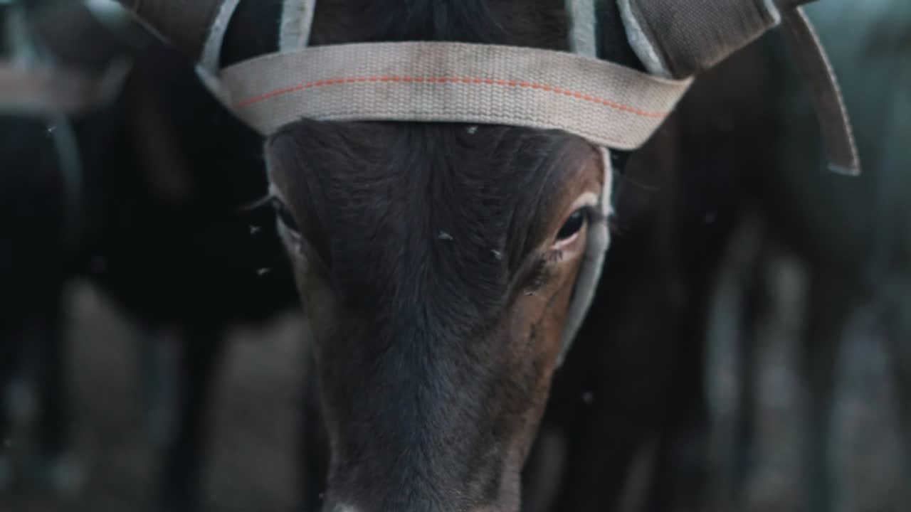 Cattle in a corral