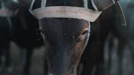 cattle in a corral