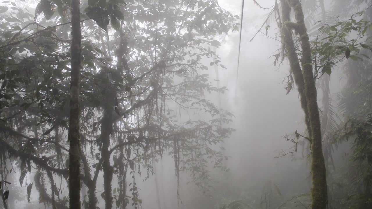 View of lush vegetation inside Cloud Forest, Ecuador, on a foggy and moody day