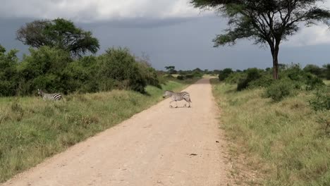 cebras que se suceden cruzando un camino de tierra con árboles de acacia