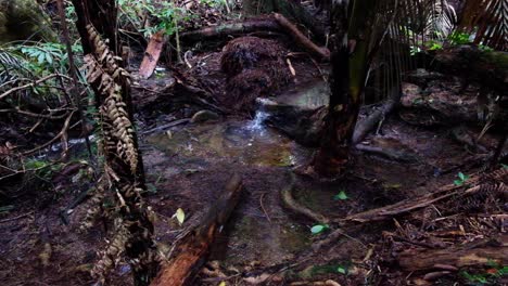 Beautiful-dark,-swampy-small-stream-creek-with-running-water-cascades-amongst-the-shadows-of-trees-in-forest-wilderness-of-New-Zealand-Aotearoa