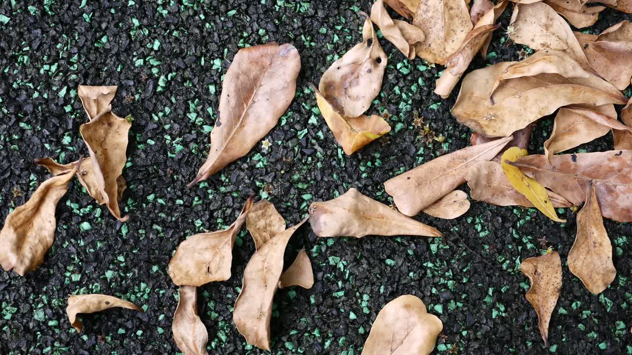 고무화 된 표면에 건조 된 잎