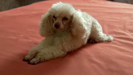 cute beige poodle lying on the bed. a petite affectionate dog who loves to play and is always happy to host.