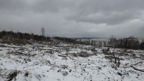 Camera-follow-of-wintery-Thuringia-woodland-in-devastating-condition-with-many-dead-trees