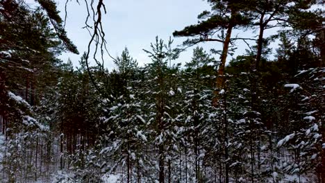 moving between snowy tree trunks in deep winter forest  aerial dolly shot forward 4k snowy forest winter wonderland