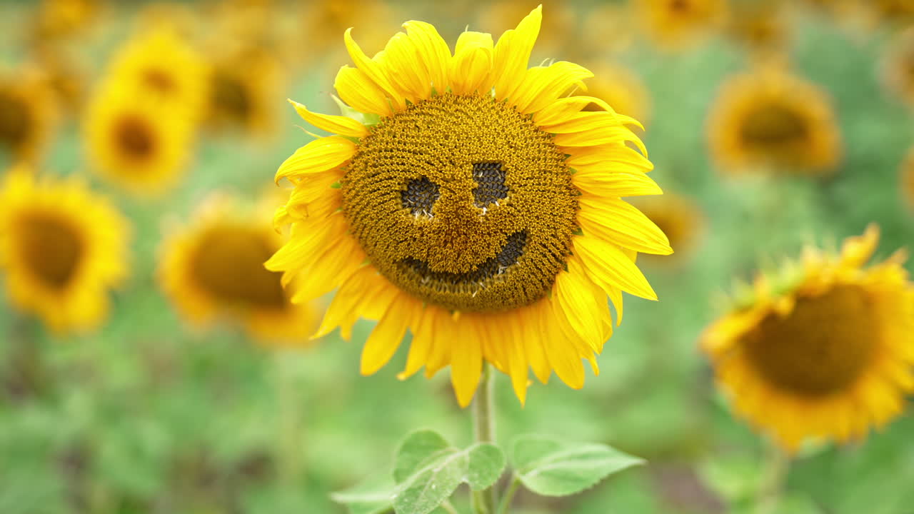 Funny smiling face curved in the middle of sunflower. Close up. Seed flower agricultural field in blur at backdrop.