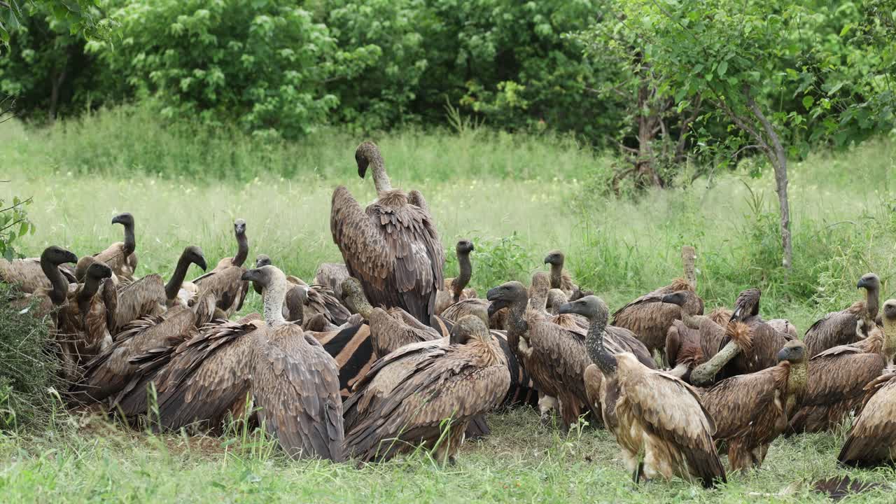 Wide shot of lots of white-backed vultures fighting over the leftovers of a zebra kill, Mashatu Game Reserve, Botswana