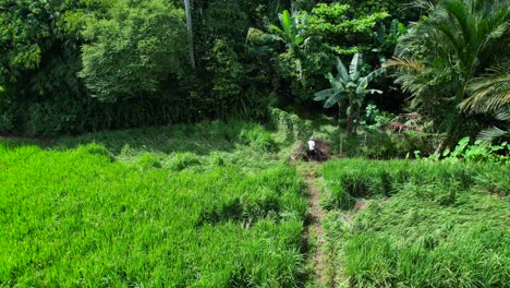 local farmer working on a lush green rice