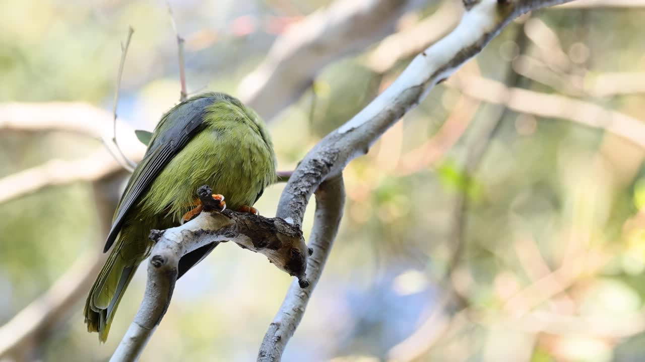 A single bird rests quietly on a branch, surrounded by sunlight and foliage in a serene natural setting.