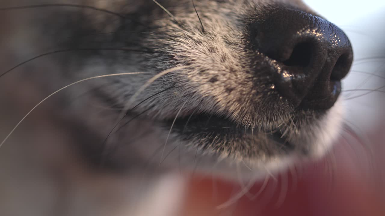 작은 개 거리는