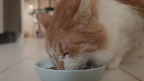 fluffy orange and white house cat can't wait to have his lunch