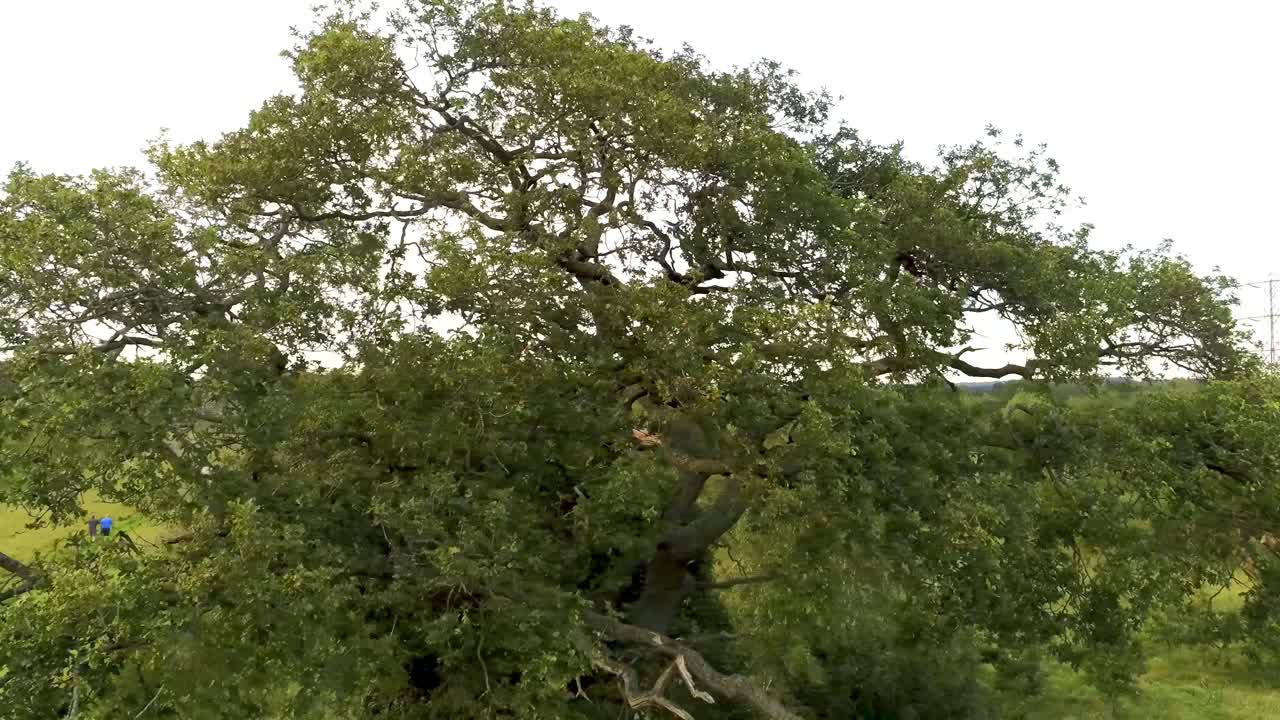 Dense rugged green countryside tree aerial view orbiting around twisted branches and foliage