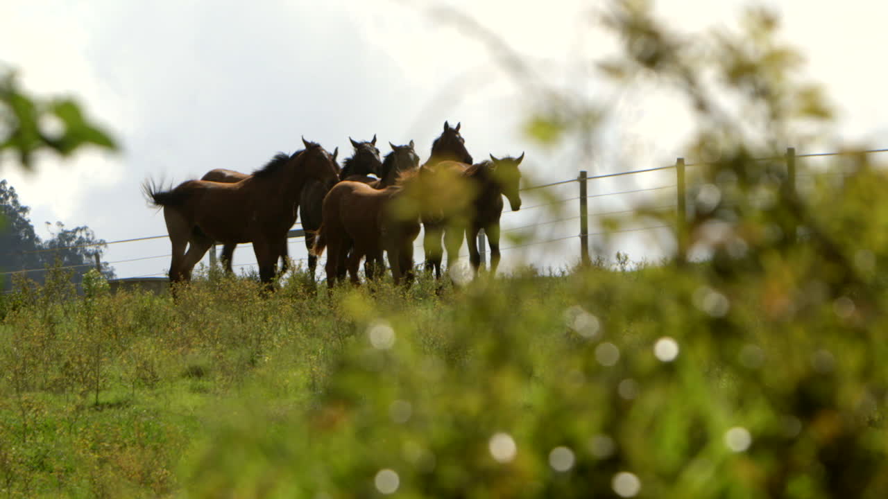 Herd of horses in a field
