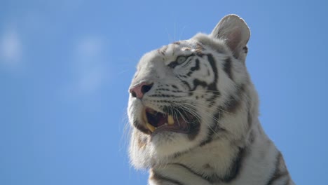 Primer-Plano-De-Majestuoso-Tigre-Blanco-Con-Dientes-Peligrosos-Contra-El-Cielo-Azul---Especies-De-Tigre-Blanqueado-En-Cámara-Lenta-En-La-Naturaleza