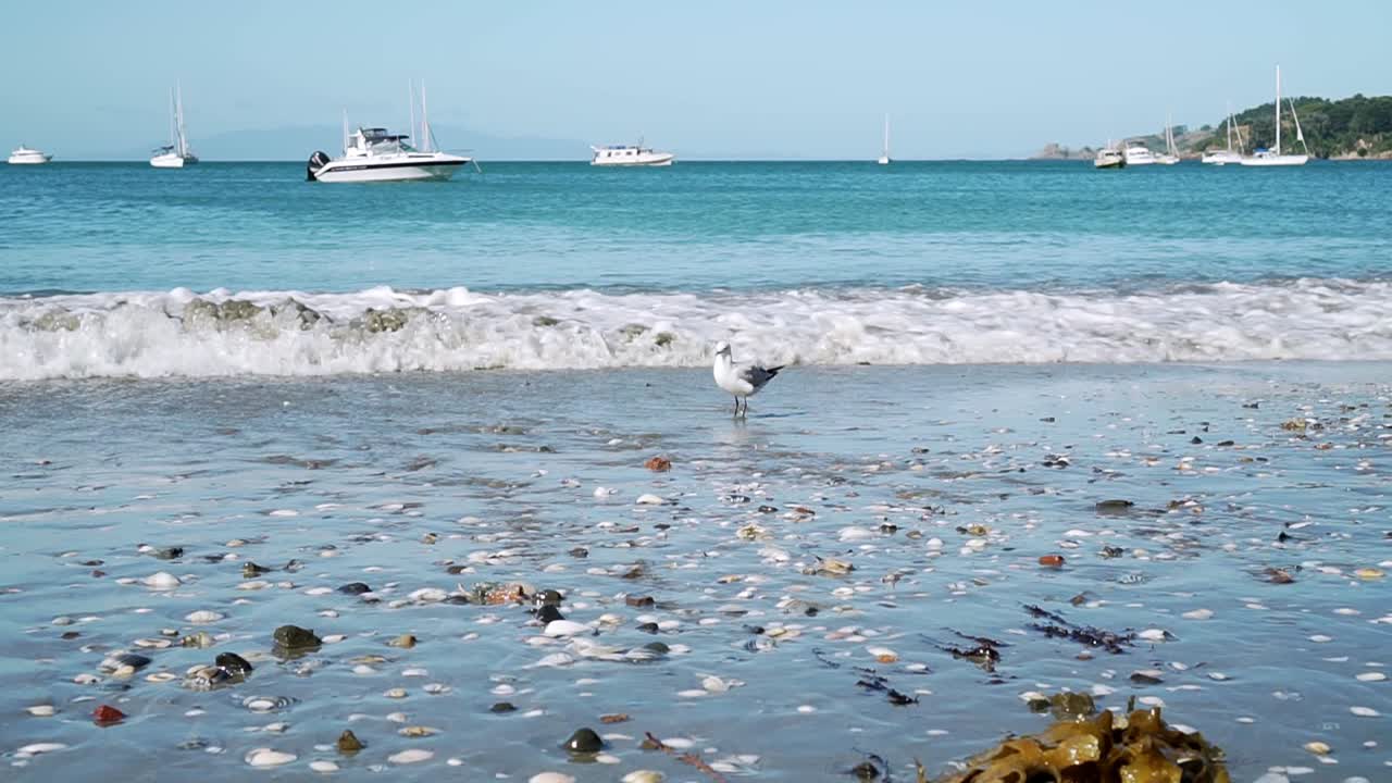 slowmo - 와이헤케 섬, 뉴질랜드를 배경으로 요트가 있는 해변의 갈매기