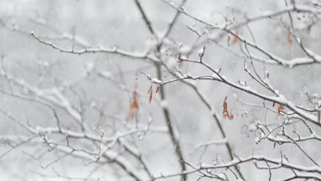 tree branches on the background of snowfall. flakes of snow falling down winter landscape.