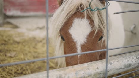 Hermoso-Caballo-De-Tiro-Belga-Mirando-Fuera-De-Su-Paddock---Primer-Plano