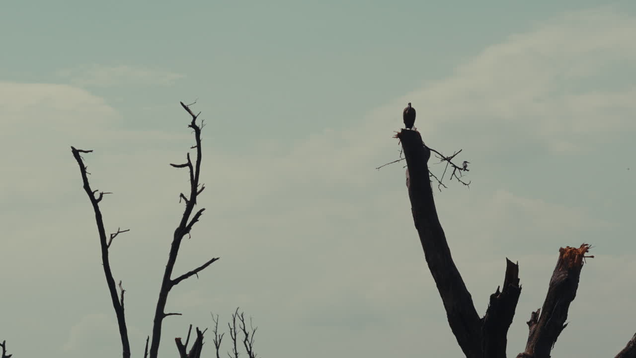Vulture Perched on Dead Tree