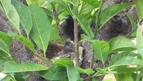 Polluelo-Bulbul-Rojo-Ventilado-Esperando-Comida-