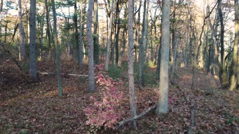 aerial pov entering the woods during fall season with plenty of golden sunlight