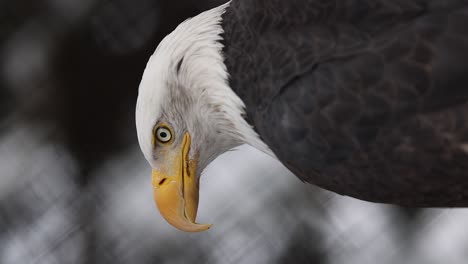 vertical slow motion footage of a bald eagle looking around at his surroundings on a cold winter day