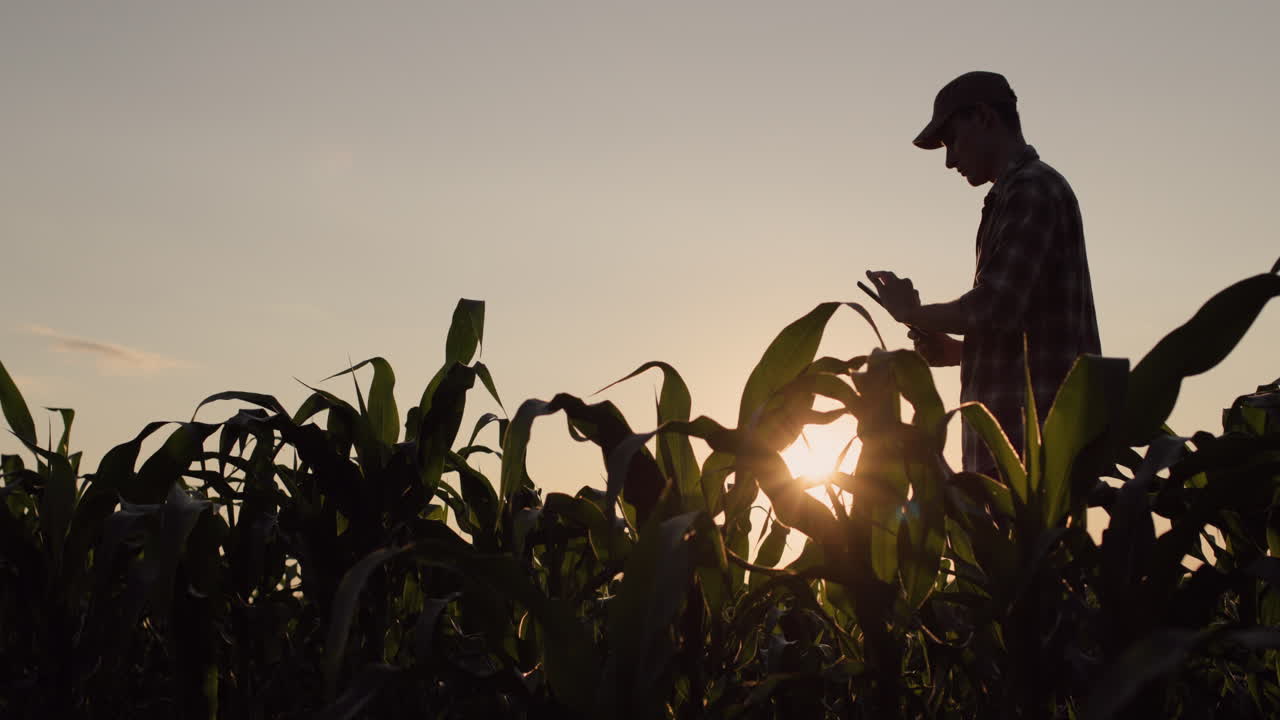 un joven granjero usa una tableta en un campo de maíz. de pie al atardecer