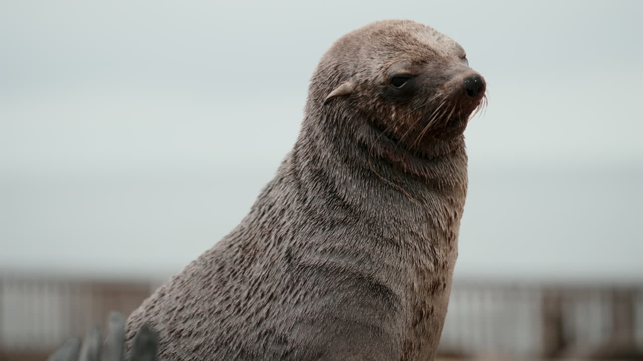 Cape Fur Seal