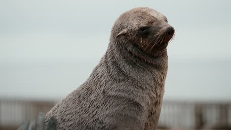 cape fur seal