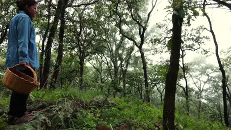 vista aérea de un bosque brumoso y una mujer recogiendo hongos