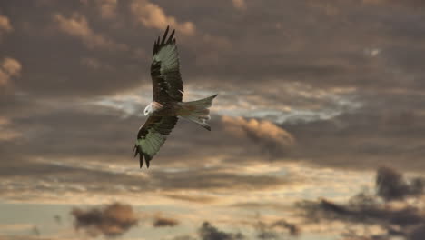 Red-kite-milvus-soaring-in-the-air-during-cloudy-mystic-day,-close-up-track-shot