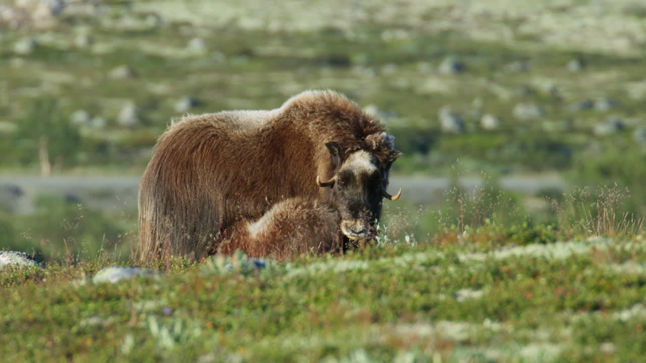 Affectionate Moskus Calf and Mother on Dovrefjell Tundra, Norway