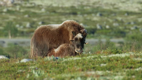 affectionate moskus calf and mother on dovrefjell tundra, norway
