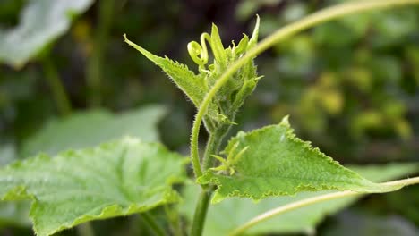 primer plano de una planta de pepino adulta con hojas y tallos verdes frescos