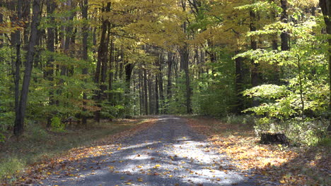 las hojas de otoño cayendo en un hermoso día de otoño a lo largo de un camino de tierra en el bosque