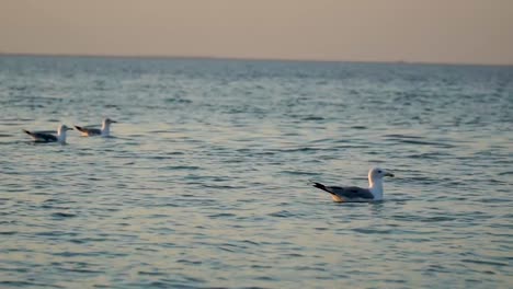 swiming seagulls at the sunset sea, close up shot