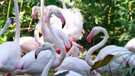 flamencos interactuando en un hábitat exuberante y verde