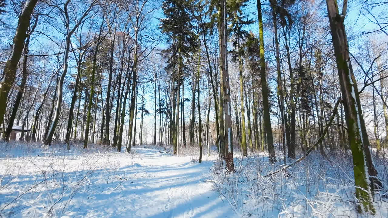 푸른 하늘과 화창한 날 동안 삼림 지대에서 얼음과 눈 덮인 길의 돌리 앞으로 샷