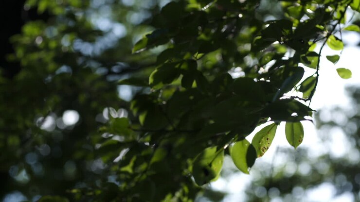 Sunlight Through Tree Leaves
