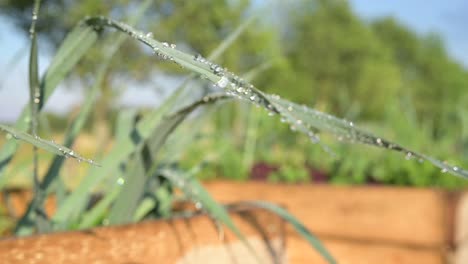 close-up-of-leek-herbs-salad-in-organic-garden-with-drop-of-water-after-watering-caring,-off-grid-concept