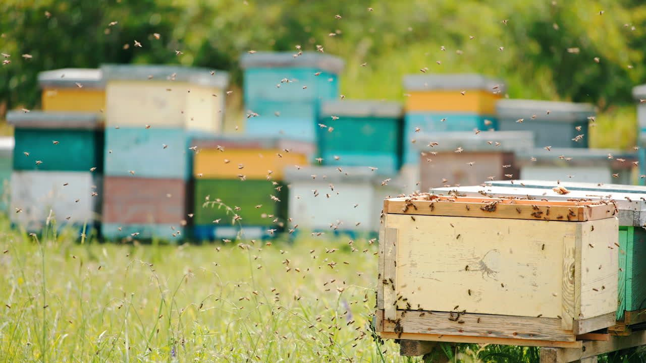 Numerous irritated bees flying in the apiary. Some honey insects covered the wooden hive. Greenery and hives at backdrop in blur.