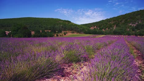 Escena-En-Cámara-Lenta-Un-Hermoso-Campo-De-Lavanda-En-La-Famosa-Provenza-En-Côte-D&#39;azur-En-Francia