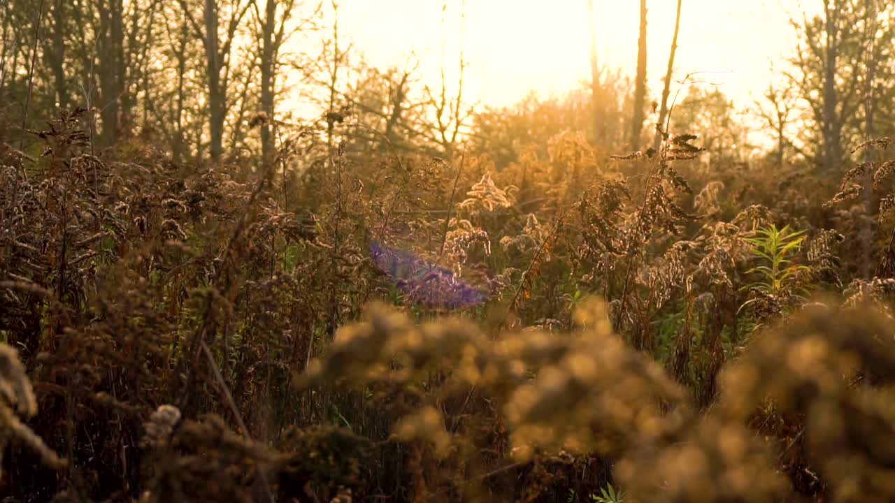 paisaje natural en cámara lenta en el día dorado de otoño entre plantas marrones