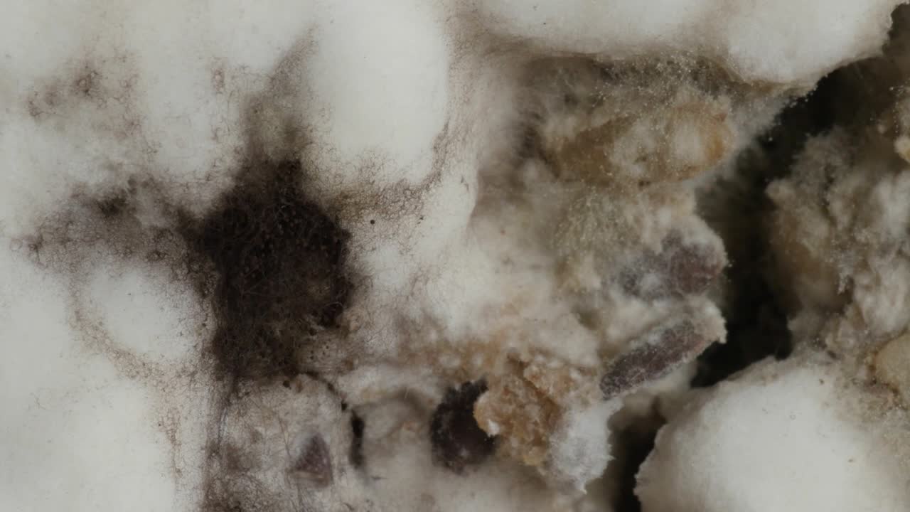 moho en el pan, primer plano, macro extremo, giratorio