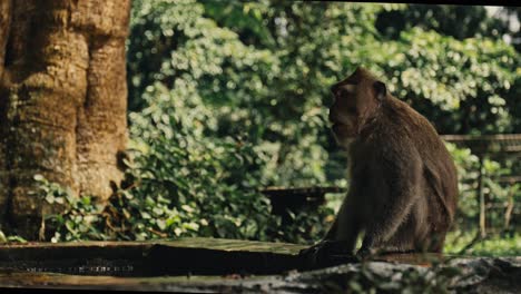 Crab-eating-macaque-primate-monkey-in-Bali,-Indonesia,-pan-left