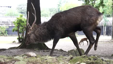 Toma-En-Cámara-Lenta-De-Ciervos-Ezo-Comiendo-Hierba-En-Un-Día-Soleado-En-Kyoto,-Japón