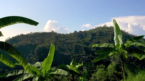 mountain with green lush palm trees in front